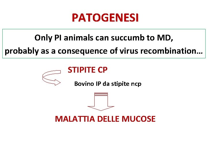 PATOGENESI Only PI animals can succumb to MD, probably as a consequence of virus