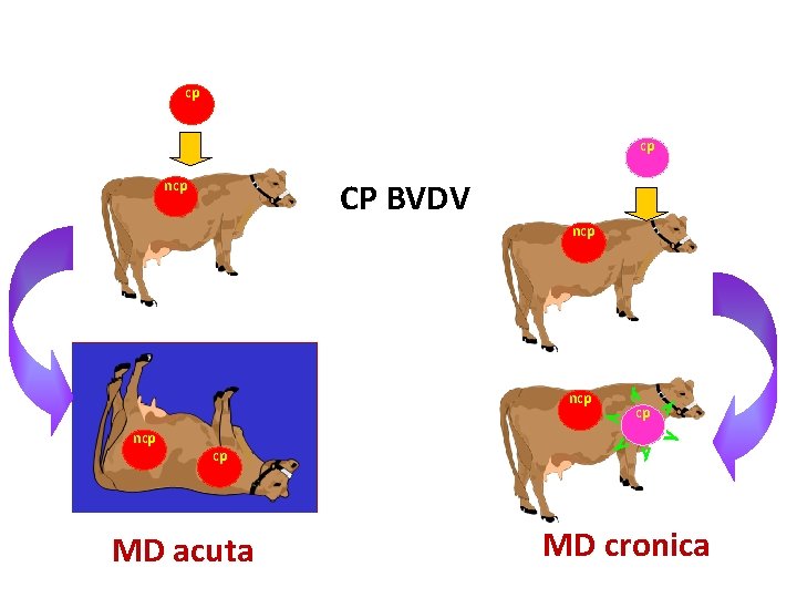 cp cp ncp CP BVDV ncp MD acuta y y y cp y y