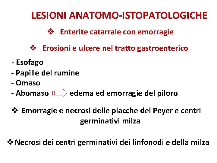 LESIONI ANATOMO-ISTOPATOLOGICHE v Enterite catarrale con emorragie v Erosioni e ulcere nel tratto gastroenterico