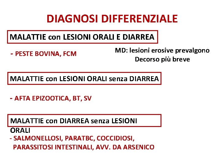 DIAGNOSI DIFFERENZIALE MALATTIE con LESIONI ORALI E DIARREA - PESTE BOVINA, FCM MD: lesioni