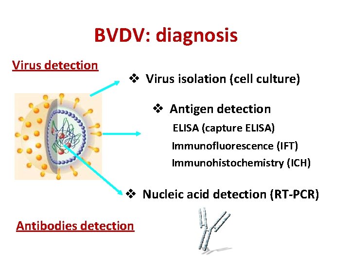 BVDV: diagnosis Virus detection v Virus isolation (cell culture) v Antigen detection ELISA (capture