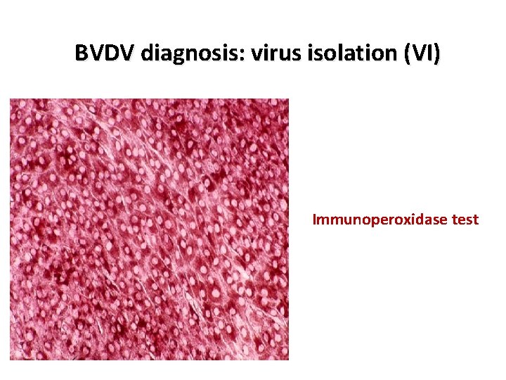 BVDV diagnosis: virus isolation (VI) Immunoperoxidase test 