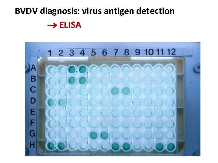 BVDV diagnosis: virus antigen detection ELISA 