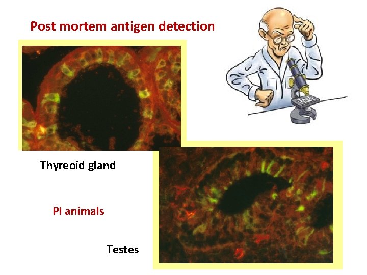 Post mortem antigen detection Thyreoid gland PI animals Testes 