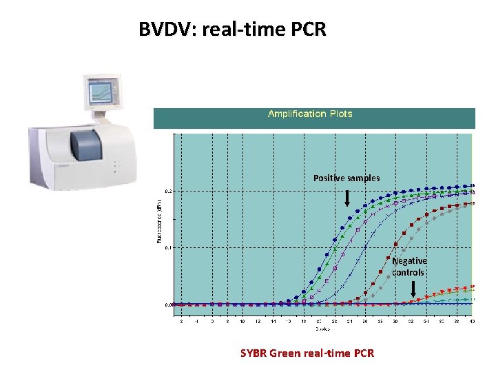 BVDV: real-time PCR Positive samples Negative controls SYBR Green real-time PCR 