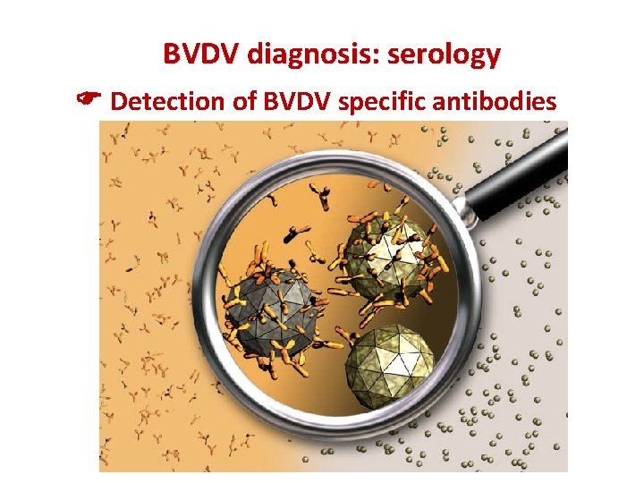 BVDV diagnosis: serology Detection of BVDV specific antibodies 