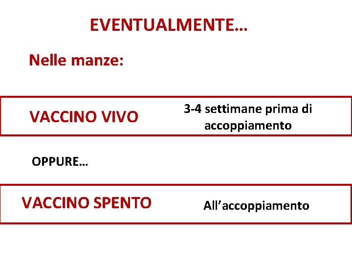 EVENTUALMENTE… Nelle manze: VACCINO VIVO 3 -4 settimane prima di accoppiamento OPPURE… VACCINO SPENTO