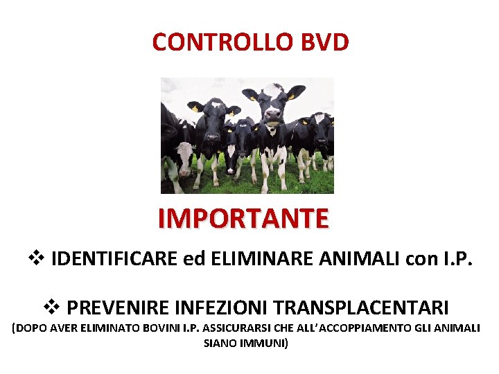 CONTROLLO BVD IMPORTANTE v IDENTIFICARE ed ELIMINARE ANIMALI con I. P. v PREVENIRE INFEZIONI