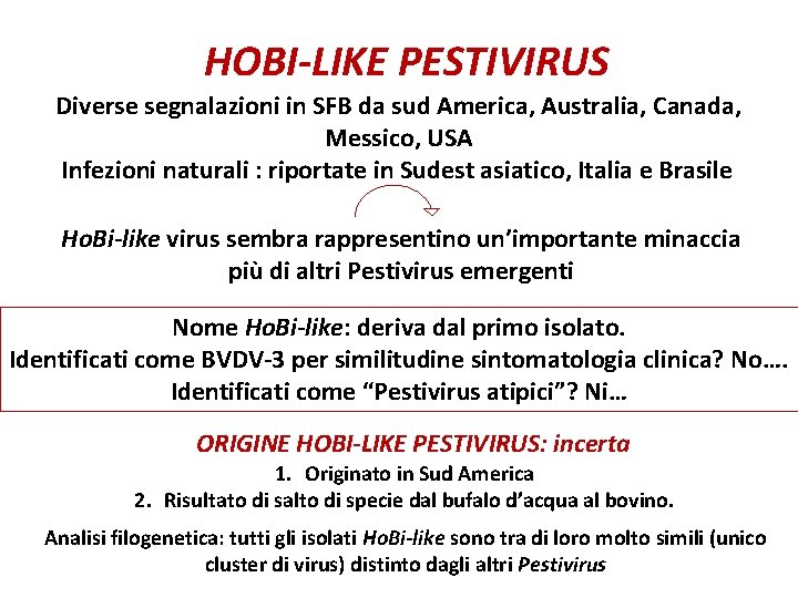 HOBI-LIKE PESTIVIRUS Diverse segnalazioni in SFB da sud America, Australia, Canada, Messico, USA Infezioni