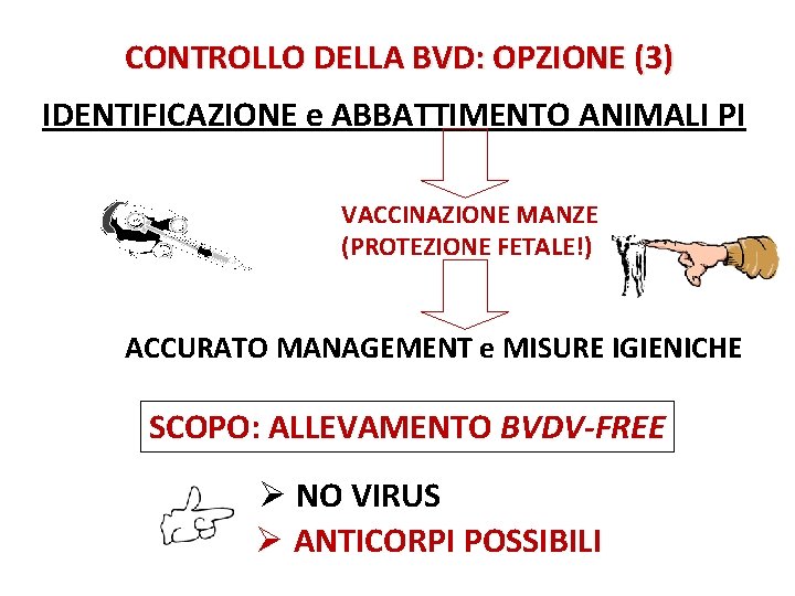 CONTROLLO DELLA BVD: OPZIONE (3) IDENTIFICAZIONE e ABBATTIMENTO ANIMALI PI VACCINAZIONE MANZE (PROTEZIONE FETALE!)