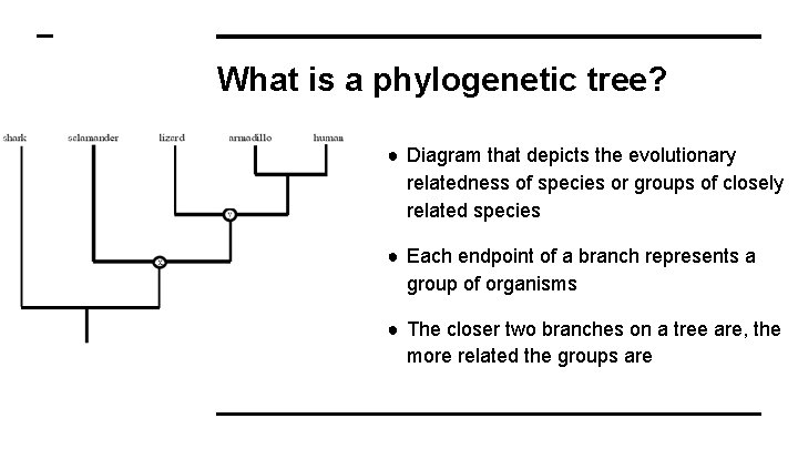 What is a phylogenetic tree? ● Diagram that depicts the evolutionary relatedness of species