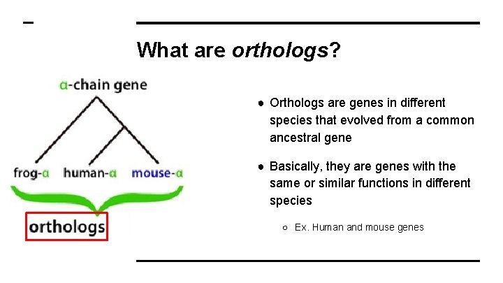 What are orthologs? ● Orthologs are genes in different species that evolved from a