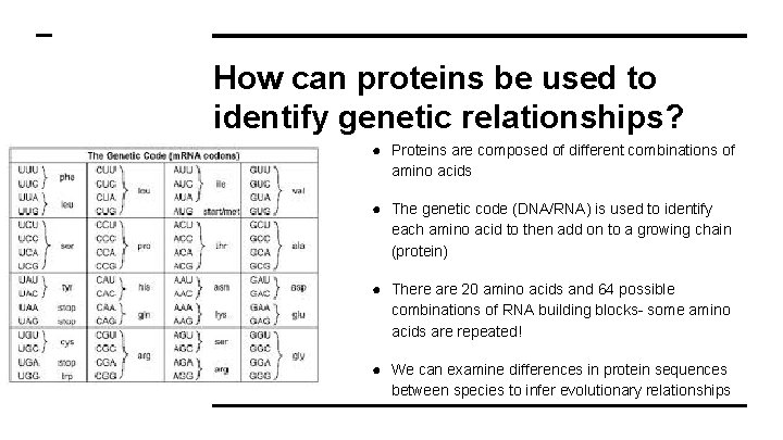 How can proteins be used to identify genetic relationships? ● Proteins are composed of
