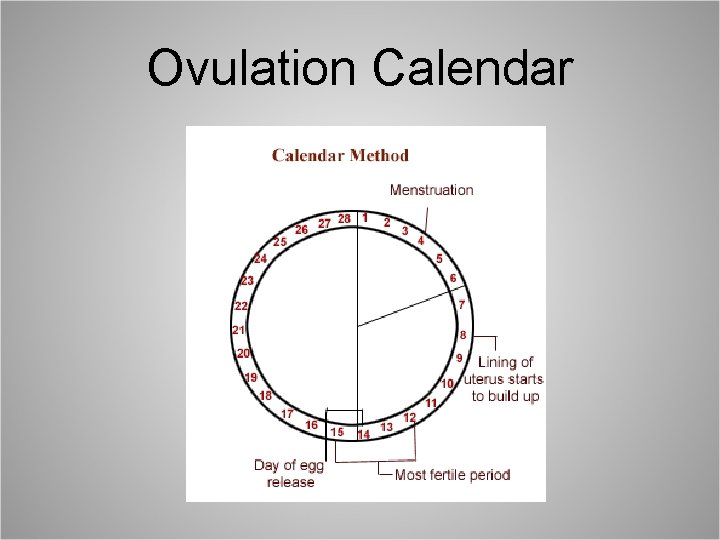 Ovulation Calendar 