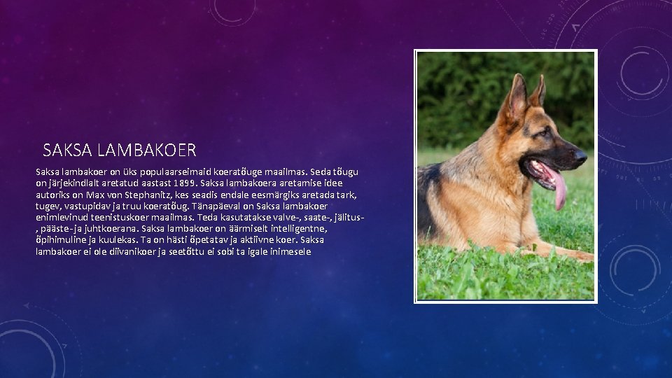 SAKSA LAMBAKOER Saksa lambakoer on üks populaarseimaid koeratõuge maailmas. Seda tõugu on järjekindlalt aretatud SAKSA LAMBAKOER Saksa lambakoer on üks populaarseimaid koeratõuge maailmas. Seda tõugu on järjekindlalt aretatud