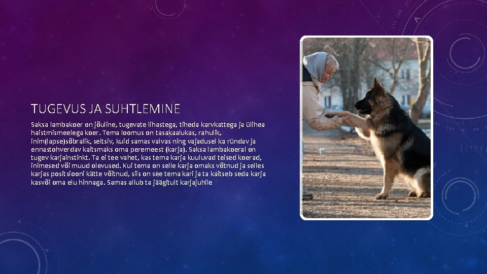 TUGEVUS JA SUHTLEMINE Saksa lambakoer on jõuline, tugevate lihastega, tiheda karvkattega ja ülihea haistmismeelega TUGEVUS JA SUHTLEMINE Saksa lambakoer on jõuline, tugevate lihastega, tiheda karvkattega ja ülihea haistmismeelega