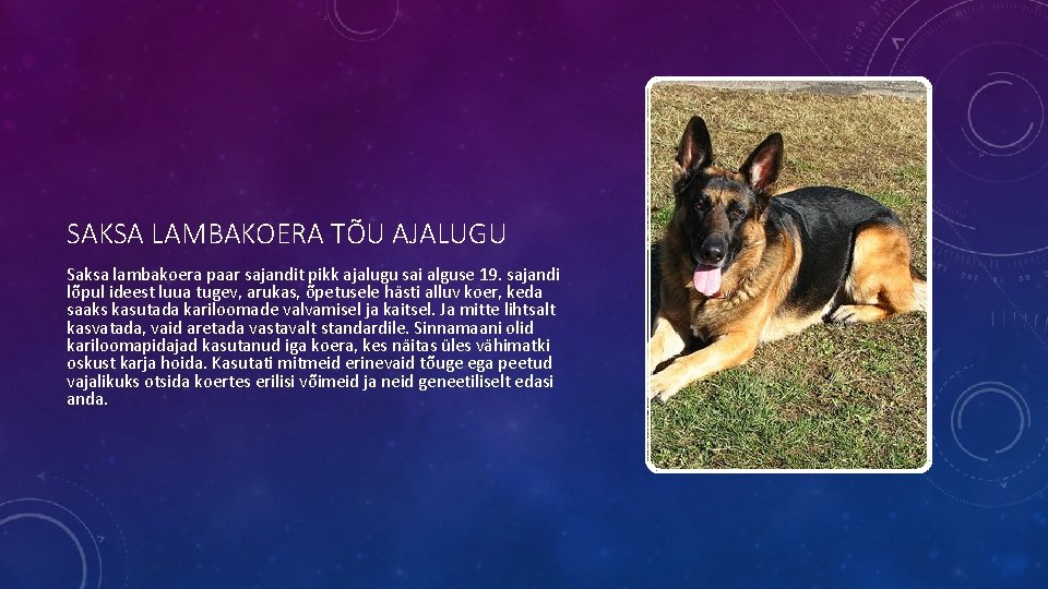 SAKSA LAMBAKOERA TÕU AJALUGU Saksa lambakoera paar sajandit pikk ajalugu sai alguse 19. sajandi SAKSA LAMBAKOERA TÕU AJALUGU Saksa lambakoera paar sajandit pikk ajalugu sai alguse 19. sajandi