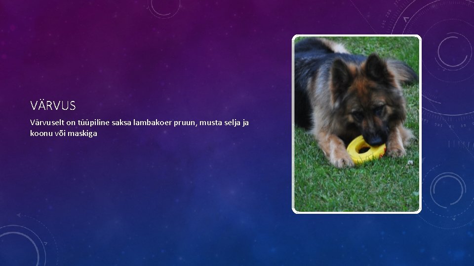 VÄRVUS Värvuselt on tüüpiline saksa lambakoer pruun, musta selja ja koonu või maskiga VÄRVUS Värvuselt on tüüpiline saksa lambakoer pruun, musta selja ja koonu või maskiga
