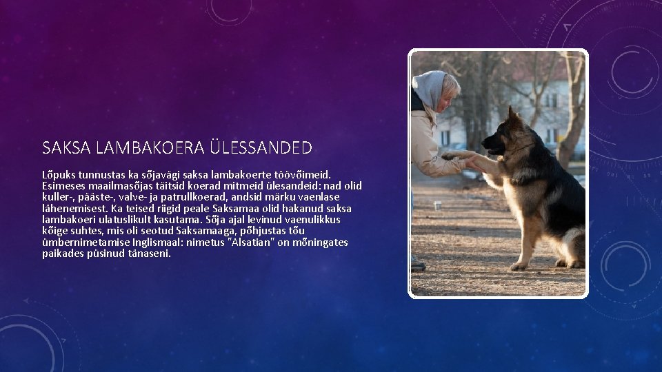 SAKSA LAMBAKOERA ÜLESSANDED Lõpuks tunnustas ka sõjavägi saksa lambakoerte töövõimeid. Esimeses maailmasõjas täitsid koerad SAKSA LAMBAKOERA ÜLESSANDED Lõpuks tunnustas ka sõjavägi saksa lambakoerte töövõimeid. Esimeses maailmasõjas täitsid koerad