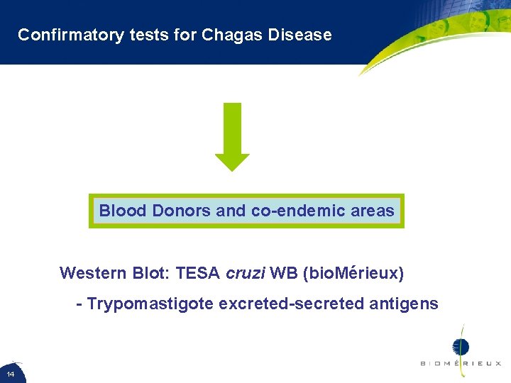 Confirmatory tests for Chagas Disease Blood Donors and co-endemic areas Western Blot: TESA cruzi