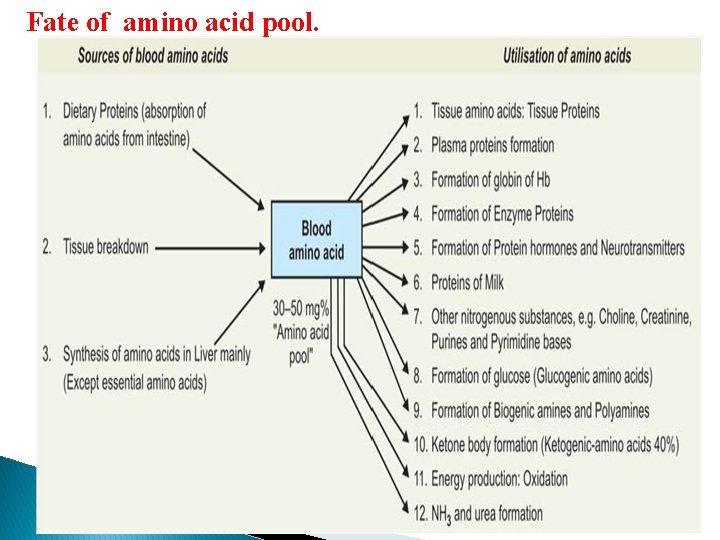 Fate of amino acid pool. 