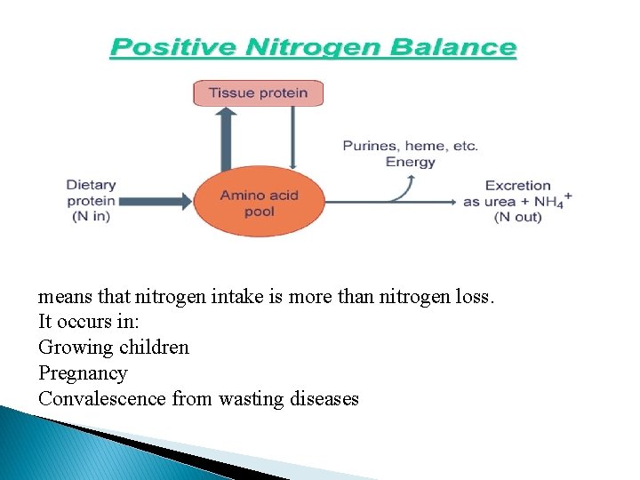 means that nitrogen intake is more than nitrogen loss. It occurs in: Growing children
