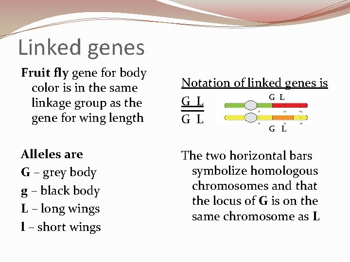 Linked genes Fruit fly gene for body color is in the same linkage group