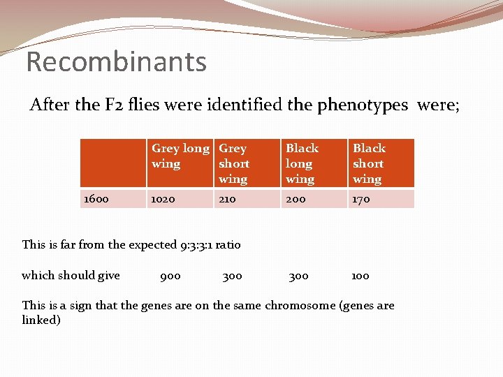 Recombinants After the F 2 flies were identified the phenotypes were; 1600 Grey long