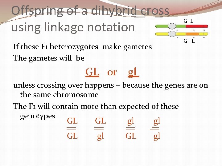 Offspring of a dihybrid cross using linkage notation G L If these F 1