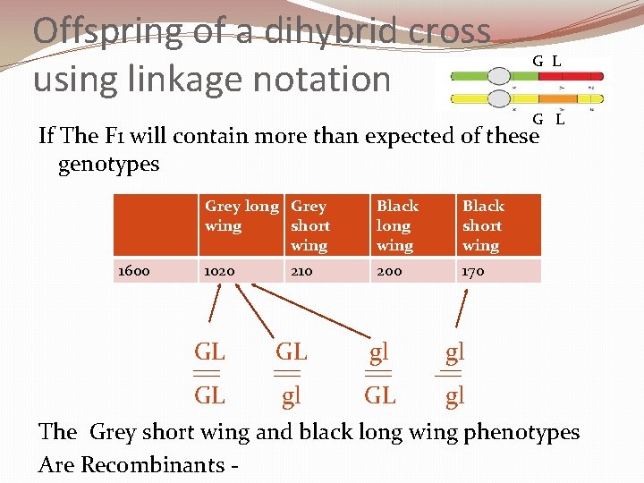 Offspring of a dihybrid cross using linkage notation G L If The F 1