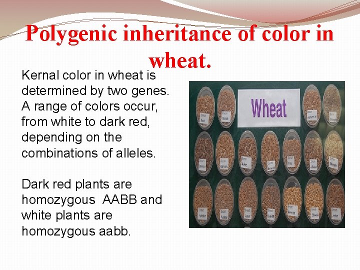 Polygenic inheritance of color in wheat. Kernal color in wheat is determined by two