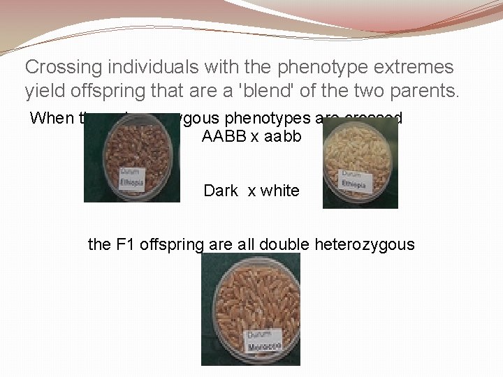 Crossing individuals with the phenotype extremes yield offspring that are a 'blend' of the