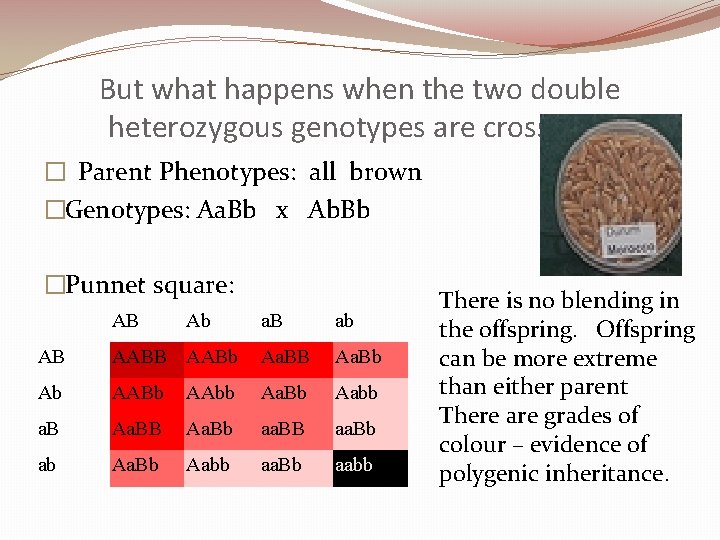 But what happens when the two double heterozygous genotypes are crossed? � Parent Phenotypes: