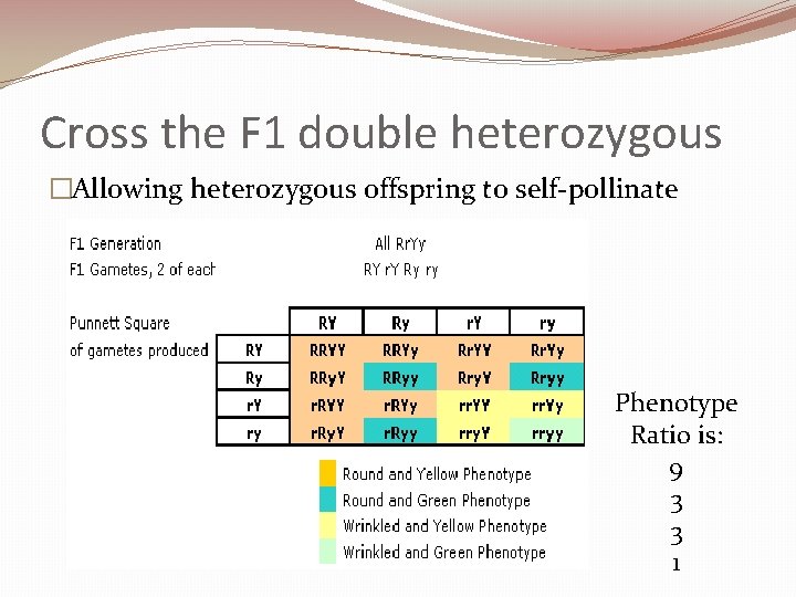 Cross the F 1 double heterozygous �Allowing heterozygous offspring to self-pollinate Phenotype Ratio is: