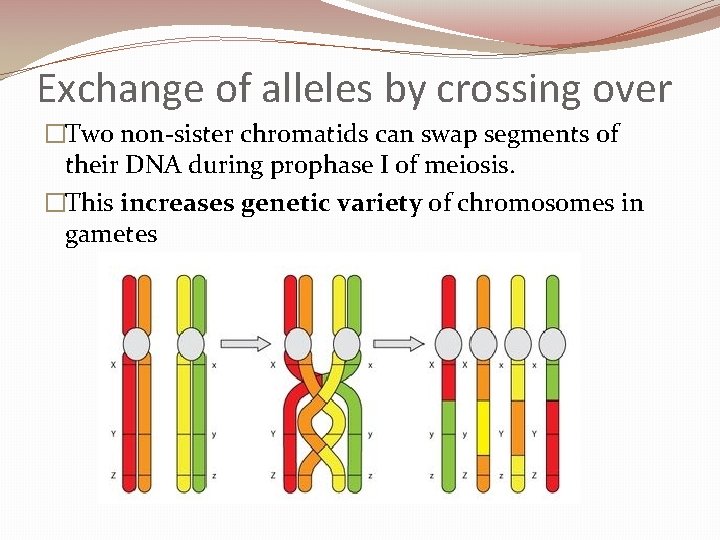 Exchange of alleles by crossing over �Two non-sister chromatids can swap segments of their