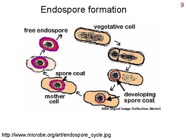 Endospore formation http: //www. microbe. org/art/endospore_cycle. jpg 9 