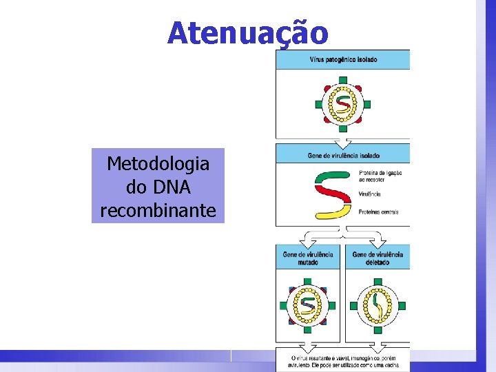 Atenuação Metodologia do DNA recombinante 