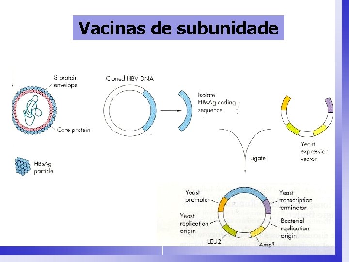 Vacinas de subunidade 