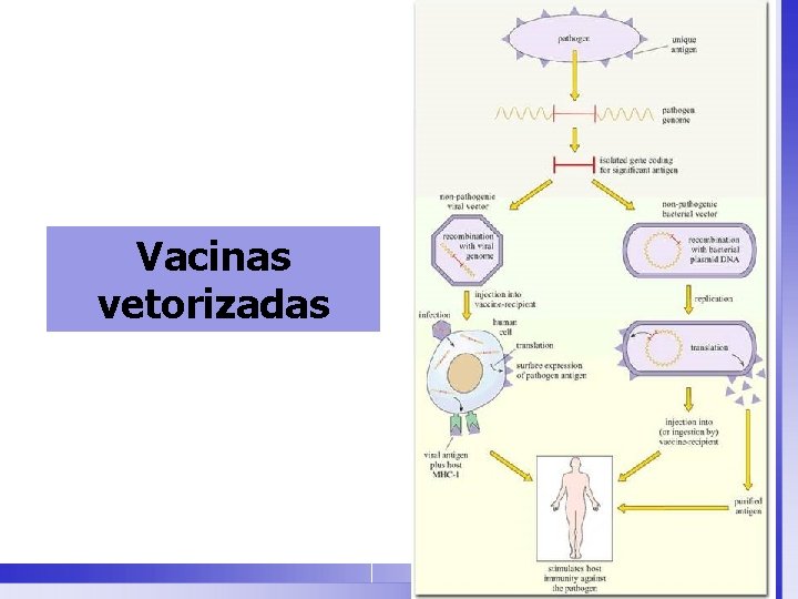 Vacinas vetorizadas 