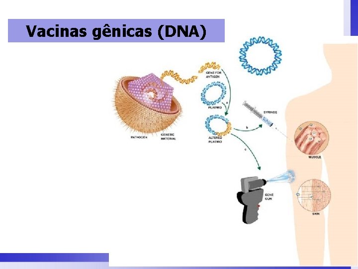 Vacinas gênicas (DNA) 