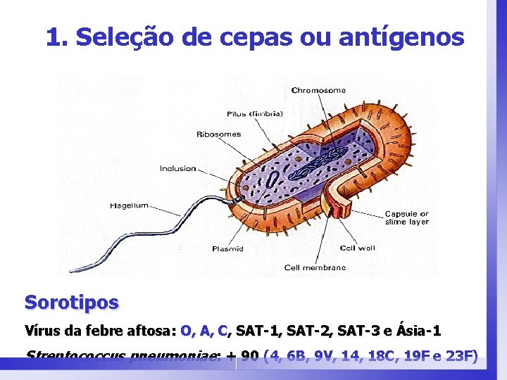 1. Seleção de cepas ou antígenos Sorotipos Vírus da febre aftosa: O, A, C,