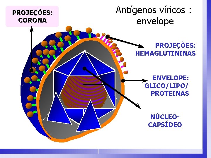 PROJEÇÕES: CORONA Antígenos víricos : envelope PROJEÇÕES: HEMAGLUTININAS ENVELOPE: GLICO/LIPO/ PROTEINAS NÚCLEOCAPSÍDEO 