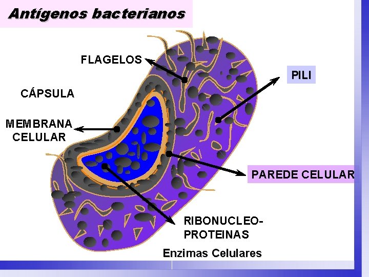 Antígenos bacterianos FLAGELOS PILI CÁPSULA MEMBRANA CELULAR PAREDE CELULAR RIBONUCLEOPROTEINAS Enzimas Celulares 