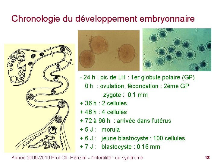 Chronologie du développement embryonnaire - 24 h : pic de LH : 1 er