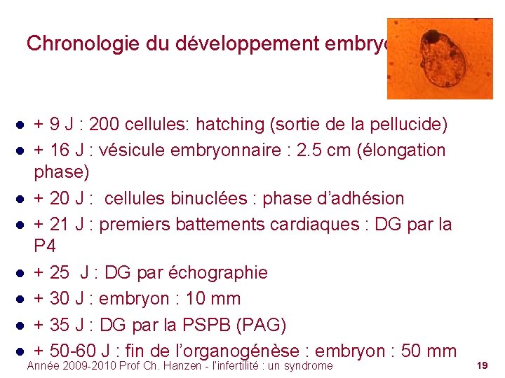 Chronologie du développement embryonnaire ● + 9 J : 200 cellules: hatching (sortie de