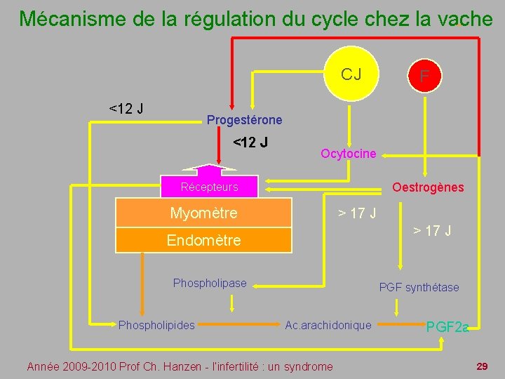 Mécanisme de la régulation du cycle chez la vache CJ <12 J F Progestérone