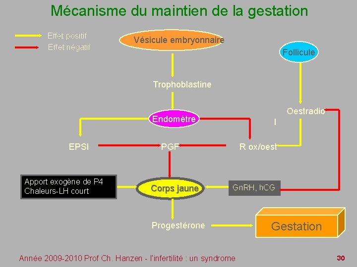 Mécanisme du maintien de la gestation Effet positif Effet négatif Vésicule embryonnaire Follicule Trophoblastine