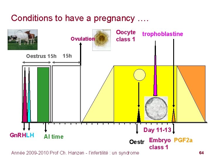 Conditions to have a pregnancy …. Ovulation Oestrus 15 h Gn. RHLH Oocyte class