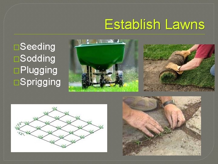 Establish Lawns �Seeding �Sodding �Plugging �Sprigging 