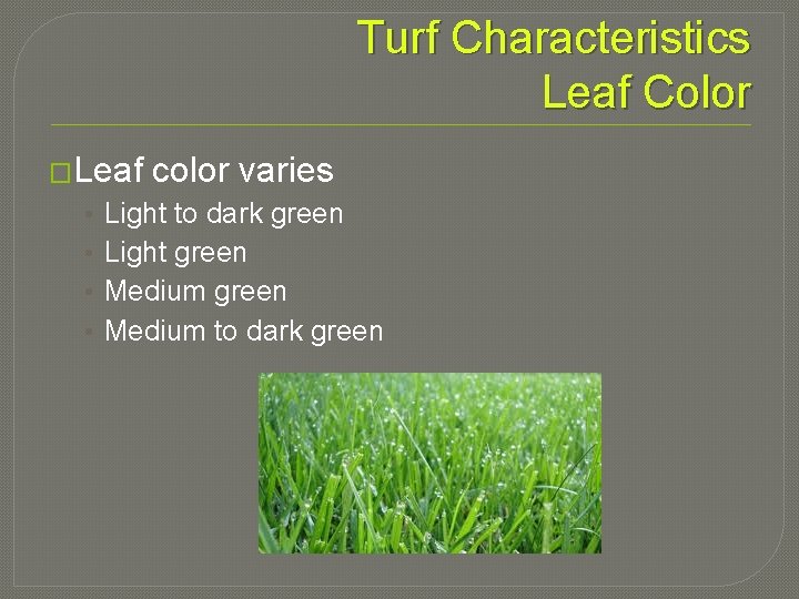 Turf Characteristics Leaf Color �Leaf • • color varies Light to dark green Light